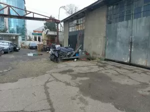 Фотография Green shark 3